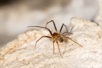 *(17800) La Diodie tte de mort. Un mle (Araneae - Araneidae - Zilla diodia)